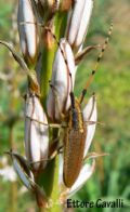Agapanthia asphodeli